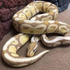 Banana Lesser Ball Python Ball Python Pet Snake Python Regius