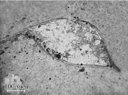 The Brachiopod In Phosphatized Shell Of Ammonite Thin Section With Download Scientific Diagram