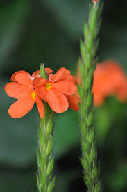 Check spelling or type a new query. Little Orange Colour Flower Leong Wai Boon Flickr