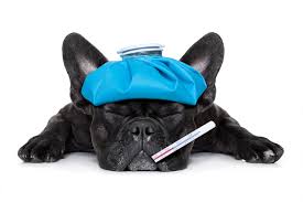 Trinity pet hospital — 24861 alicia pkwy, ste d, laguna hills, california 92653 — оценка 4.7 на основании 44 отзывов «this is going to be my new go to. Emergency Pet Care Faq S Veterinarian In Laguna Hills Pet Hospital Veterinarian Laguna Hills
