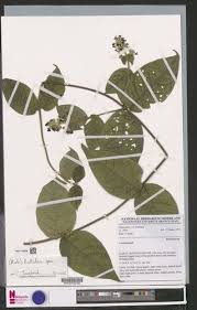 Image result for Rutidea