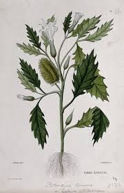Image result for Datura stramonium