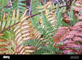 Image result for Dryopteris athamantica