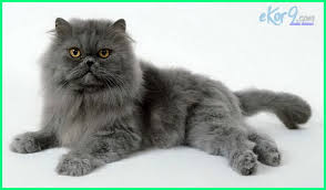 Foto kucing comel di dunia. 10 Jenis Kucing Paling Cantik Dan Comel Di Dunia Dunia Fauna Hewan Binatang Tumbuhan Dunia Fauna Hewan Binatang Tumbuhan