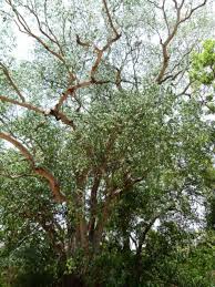 Image result for Elaeodendron