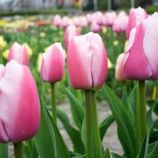 Ollioules Darwin Hybrid Tulip Tulip World 38114 Planting Bulbs Best Perennials Anniversary Flowers
