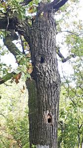 Denn fünf jahre nach pflanzung des baums verjährt dieser anspruch. Naturschutzamt Bittet Grundeigentumer Geholze Zu Moglichst Erhalten Appell Des Landkreises Stade Baume Bitte Nur Aus Triftigem Grund Fallen Stade