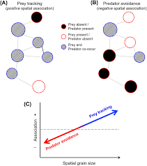 A conceptual model developed for the spatial associations among... |  Download Scientific Diagram