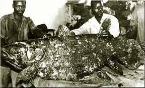 Image result for IKAN Coelacanth