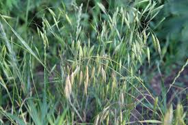 Image result for Daknopholis