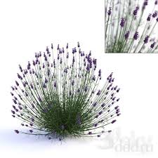 3d Models Plant Lavender Lavender 3d Model Plants
