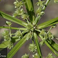 Image result for Cyperus karisimbiensis