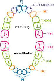 Image result for Dentition