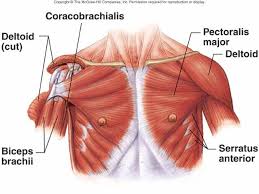 The shoulder muscles bridge the transitions from the torso. Lecture 15 Muscles Of The Appendicular Skeleton Anatomia Musculos Posturas