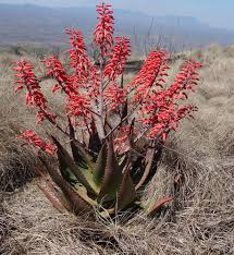 Image result for Aloe rulkensii