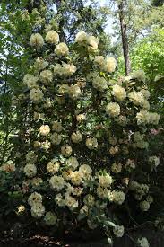 Horizon Monarch Rhododendron