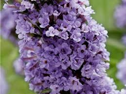 Image result for Komule empire blue