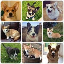 You can see this article for a breakdown on average corgi prices. Corgi Borrowmydoggy Leaving Pawprints Of Happiness