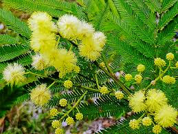 Image result for Acacia kamerunensis