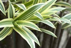 Sprouts & sprigs 2) how to care for song of india (dracaena reflexa) plant sunlight: Dracaena Care Guide Growing Information And Tips Proflowers
