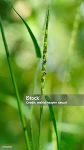 Image result for Rottboellia cochinchinensis