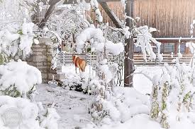 Winterwonderland Mein Garten Liegt Zurzeit Unter Einer Dicken Schneedecke Begraben Unsere Pferde Geniessen Die Weisse Pracht Tierfotografie Draussen Pferde