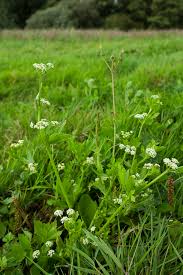 Image result for Apium graveolens