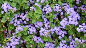 We did not find results for: 11 Deer Rabbit Resistant Plants Garden Gate