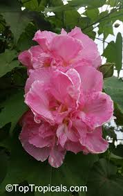 Image result for Hibiscus mutatus