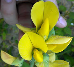 Image result for Crotalaria recta