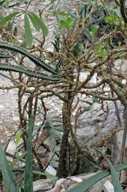 Image result for Euphorbia persistentifolia