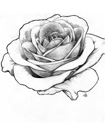 Perfect Rose To Add To An Idea Rose Outline Drawing Realistic Rose Drawing Rose Sketch