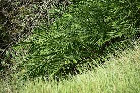 Image result for Siphonochilus longitubus