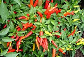 Image result for Capsicum annuum