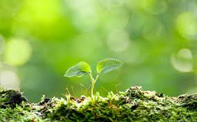 Are you searching for tree plantation png images or vector? 9 Millions Saplings Planted During Spring Tree Plantation Campaign Pakistan Today