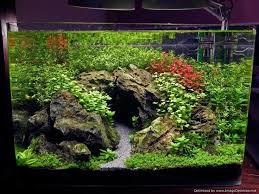 Aquascape ini sangat mudah dibuat, sangat bagus, dan te. 25 Best Ideas About Aquascaping On Pinterest Aquarium Aquascape Aquarium And Aquarium Ideas Total Update