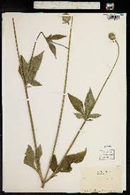 Image result for Dipsacus pinnatifidus