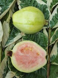 Check spelling or type a new query. Variegated Thai Pink Guava Tree Psidium Guajava Urban Tropicals