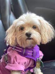uzun sari tuylu kopek shih tzu kopek yavru kopek