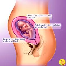 Articol realizat cu ajutorul donna medical center. Saptamana A 25 A De Sarcina Desprecopii Com