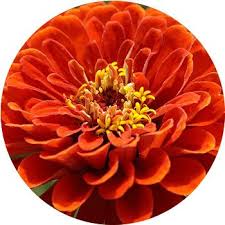 You'll find yellow wildflowers, purple ones, and more! 27 Types Of Orange Flowers Proflowers Blog