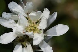 Image result for Amelanchier alnifolia