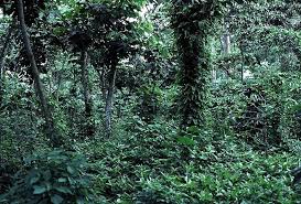 How Ethiopia Is Slowing Climate Change By Reviving Its Forests And Its Economy Www Aridzoneafforestation Shade Grown Coffee Coffee Infographic Coffee Tumblr