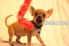 Follow cooper and capo on instagram Gypsy Rose Lee S Chihuahua Lived In Constant Terror I Has A Hotdog Dog Pictures Funny Pictures Of Dogs Dog Memes Puppy Pictures Doge