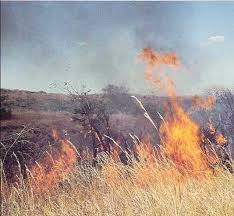 Image result for Scleria lateritica