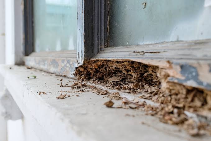 What Does Termite Damage Look Like? Signs of Termites and How to Protect  Your Home - Viking Pest Control