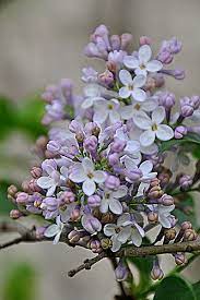 Dsc 0852a Lilac Flowers Purple Flowers Beautiful Flowers