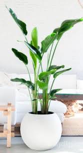 Bird Of Paradise Plant Care Indoor Bird Of Paradise Plant This May Be A Bit Too Big For The Corner Though They Look Great You Can Probably Prune I Birds Of Paradise Plant Plants Indoor Plants