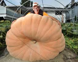 Image result for giant pumpkin