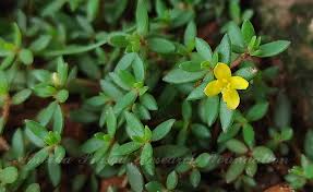 Image result for Portulacaceae